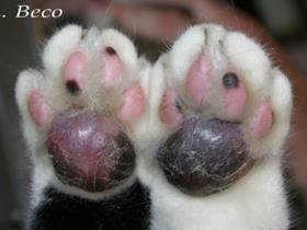 Plasmacell pododermatitis in cats