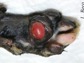 Plasmacell pododermatitis in kat