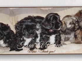 zo mooi puppies - Havanese hond van Mevrouw Valange