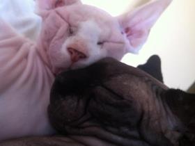 Alex et Cosmo : Sphynx cats