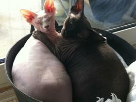 Alex et Cosmo : chats Sphynx