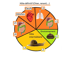 Angiostrongilus: le cycle parasitaire