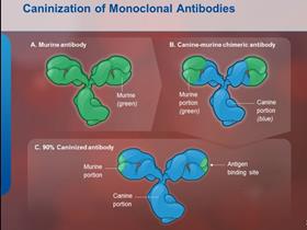 mAbs: Anticorps monoclonal: caninisation (www.itchcycle.com/antibodytherapy)