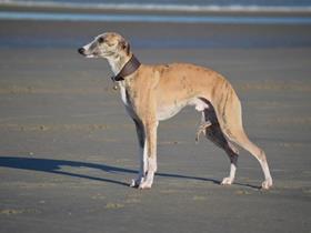 Lewis Whippet - Whippet - Links