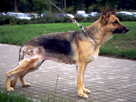 Deutsch Shepherd tiefe Pyodermie