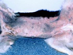 Canine atopischer Dermatitis in der Schäferhund