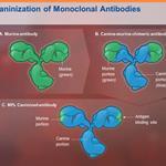 mAbs: monoklonaal antilichaam caninisation (www.itchcycle.com/antibodytherapy)