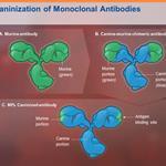 mAbs: Anticorps monoclonal: caninisation (www.itchcycle.com/antibodytherapy)