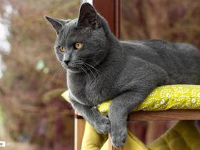 Manoah : Chartreux - Madame Defays - Cornesse (Belgique)