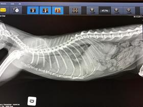 Digitales Röntgen - Röntgenbild