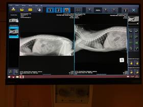 Radiographie digitale du thorax d'un chat