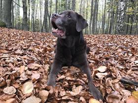 Praline Labrador chocolat de 14 ans