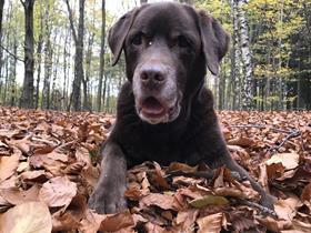 Praline Labrador Retriever