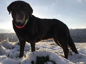 Praline Labrador chocolat de 14 ans