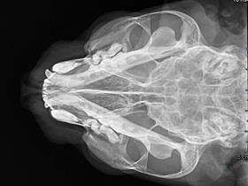 Cat's hoofd - Nieuwe digitale röntgenapparaat