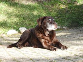 Toulouse - Chocolate labrador