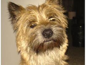 Borre (Cairn Terrier) - Lambert