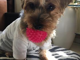 Bonni - Yorkshire Terrier - Frau Halsdorf - Erpeldange - Luxemburg