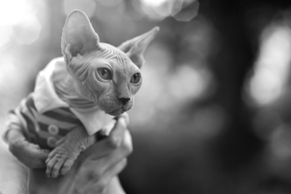 Mademoiselle Vicki Stibert Eliot Chat Sphynx Livre D Or