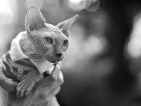 Eliot the Sphynx cat - Miss Vicki Stibert and Eliot the Sphynx cat