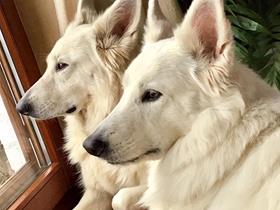 Kenna and Kinou - Swiss Shepherd