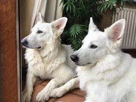 Kenna and Kinou - Swiss Shepherd