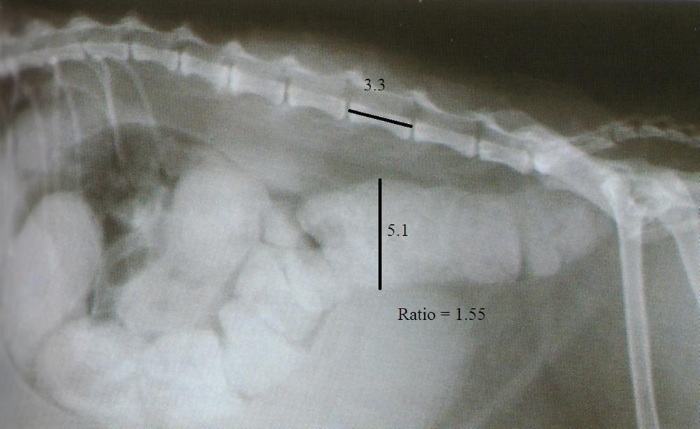 Mégacolon idiopathique et constipation chez le chat - Médecine féline