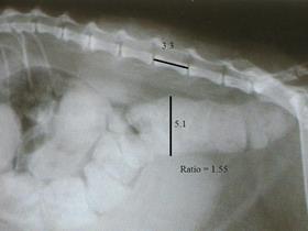 Idiopathische megacolon van de kat: röntgenfoto