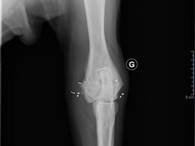 Ellenbogen mit Berlock®-Implantaten (dorsoventrale Ansicht): Berner Sennenhund