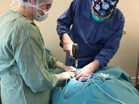 Dr O Broux,  Olivier Broux, EBVS® European Specialist in Small Animal Surgery.: TPLO