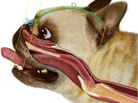 Voies respiratoires supérieures: Bouledogue Français