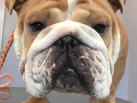 Hypertype: Exotic Bulldog - Syndrome brachycéphale - le voile du palais mais pas uniquement - Bouledogue Français - Bulldog - Carlin