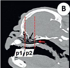 Scanner d'un chien brachycéphale (Carlin): (Oechtering)