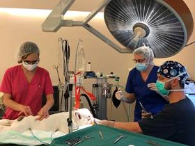 Chirurgie des voies respiratoires chez  un Bouledogue Français